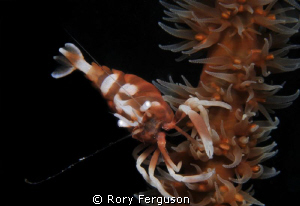 whip coral shrimp by Rory Ferguson 
